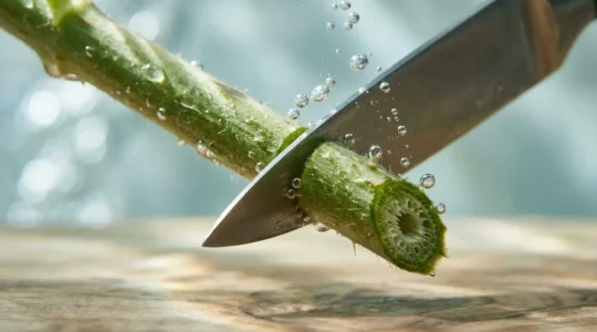 Close-up of fresh cut flower stem being trimmed at an angle underwater to prevent air bubbles from entering the vascular system