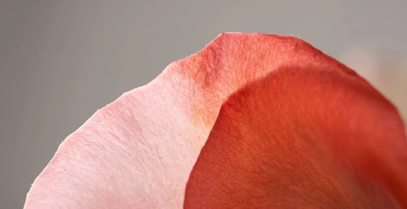 Macro photograph of ombré flower petals illuminated by soft backlighting revealing translucent color transitions and delicate internal petal structures