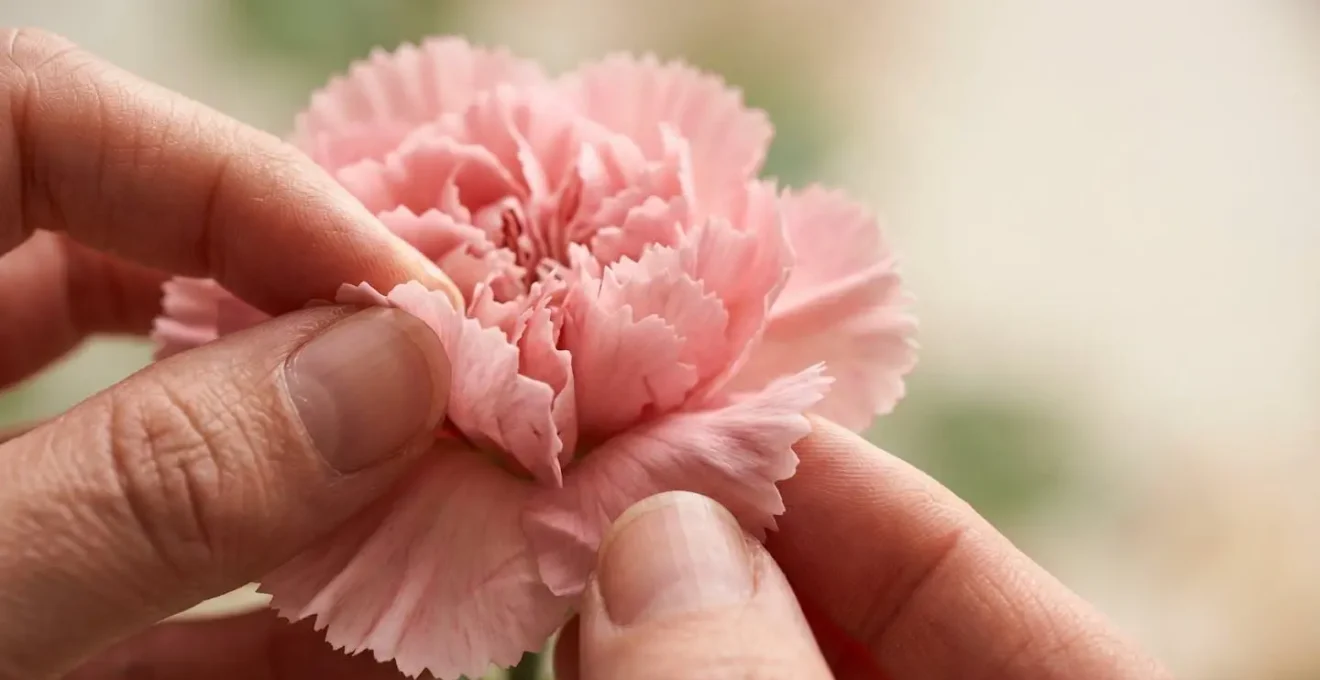 Extreme close-up of florist hands reflexing carnation petals to create peony-like fullness