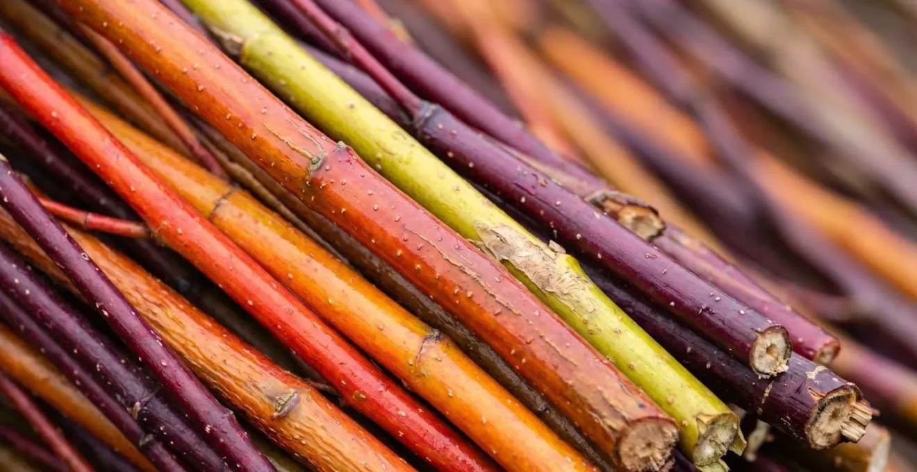 Macro close-up of vibrant red dogwood and golden willow coppiced stems showing natural colour gradients and bark texture