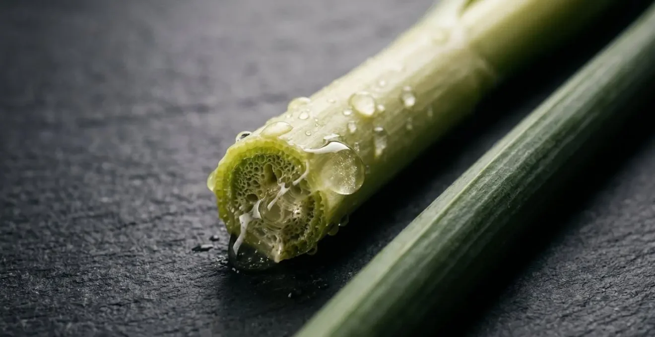Close-up botanical detail showing the interaction between daffodil stem mucilage and tulip vascular tissue