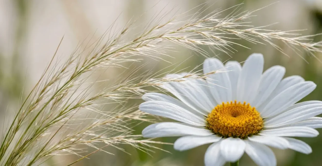 Close-up macro photograph showing the textural contrast between delicate white daisy petals and wispy ornamental grass seed heads with intentional negative space