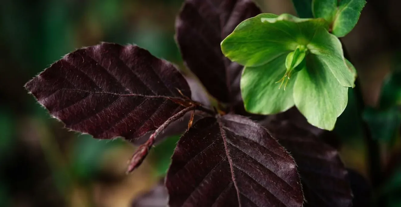 Macro photograph of deep burgundy copper beech leaves with emerald green flowers showing light absorption and shadow depth