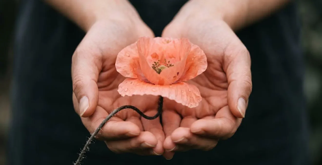 Symbolic artistic composition showing gentle hands supporting a delicate poppy stem, conveying the care required for fragile wedding flowers