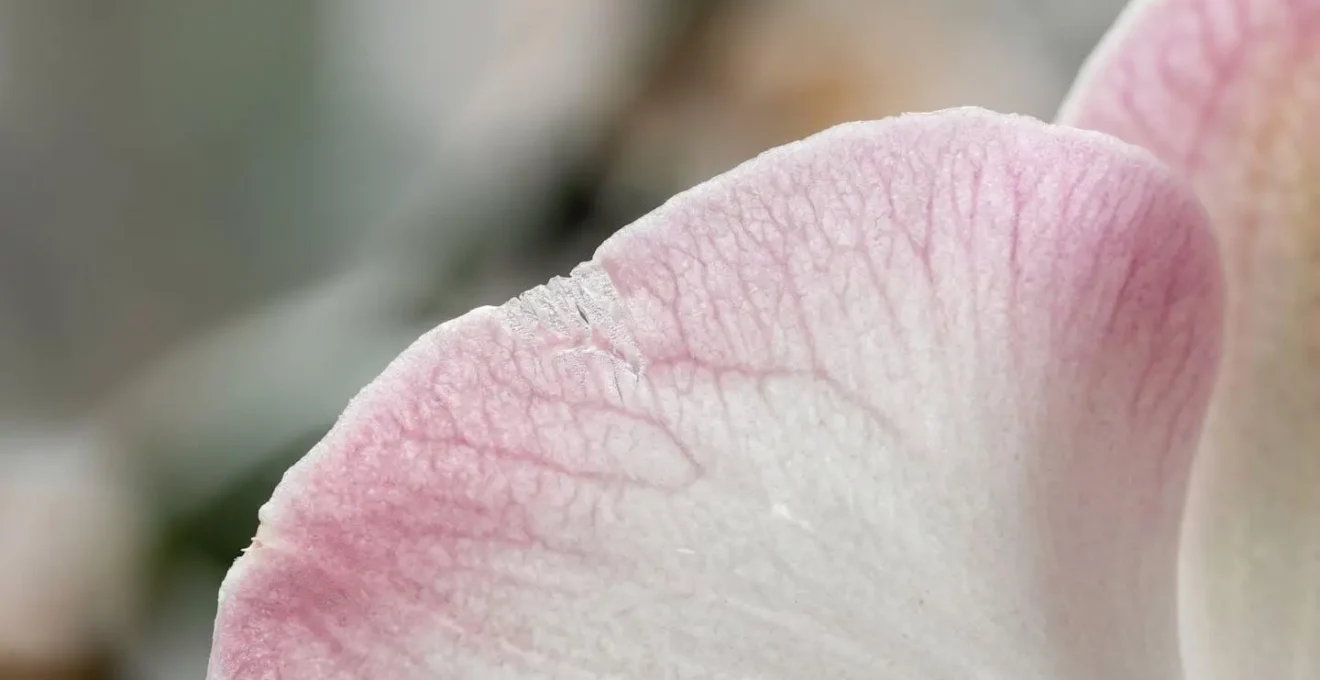 Macro close-up of orchid petal showing texture and delicate structure emphasizing temperature sensitivity