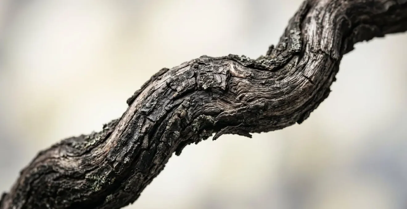 Macro close-up of single gnarled branch showing intricate texture and character against minimalist background emphasizing singular sculptural power