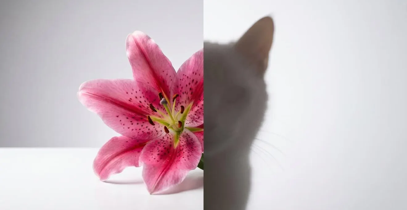 Symbolic composition showing a vibrant lily bloom on one side and a soft silhouette suggestion of a feline presence on the other, separated by a visual divide